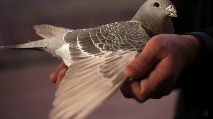 Символ мира: ​голубь арестован по подозрению в шпионаже в Индии