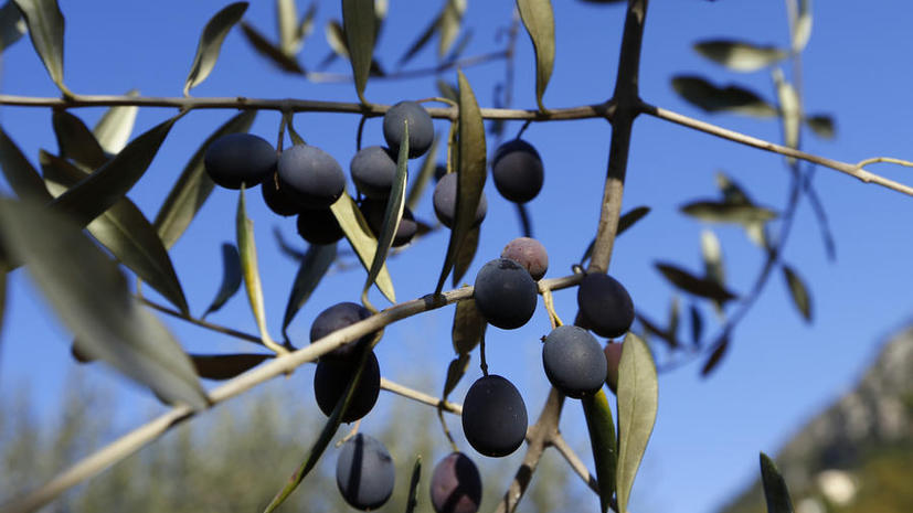 СМИ: В Италии новая бактерия массово уничтожает оливковые деревья