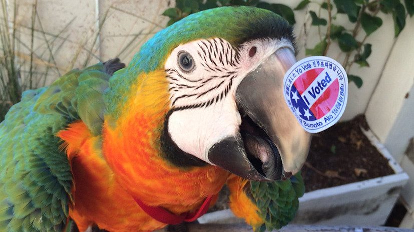 «Я голосую»: день выборов президента США в фотографиях пользователей соцсетей