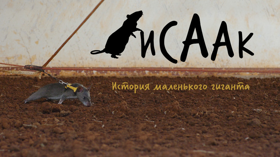 «Исаак. История маленького гиганта»: фильм RTД о хомяковой крысе-сапёре