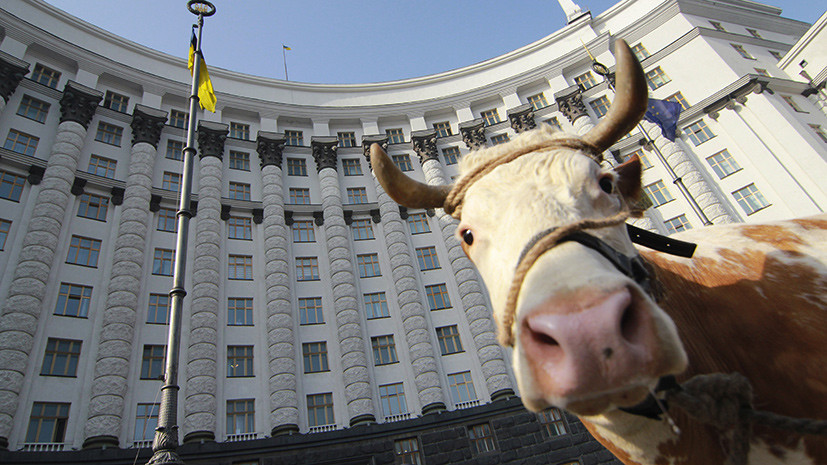 Попали в молоко: как стандарты ЕС угрожают развалом целой отрасли Украины