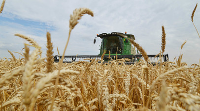 Уборка пшеницы на полях