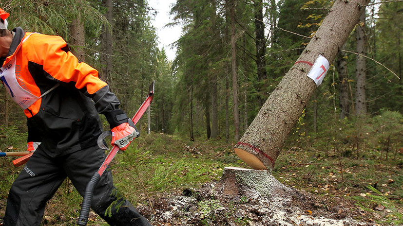 В заказнике в Иркутской области незаконно вырубили лес почти на 900 млн рублей
