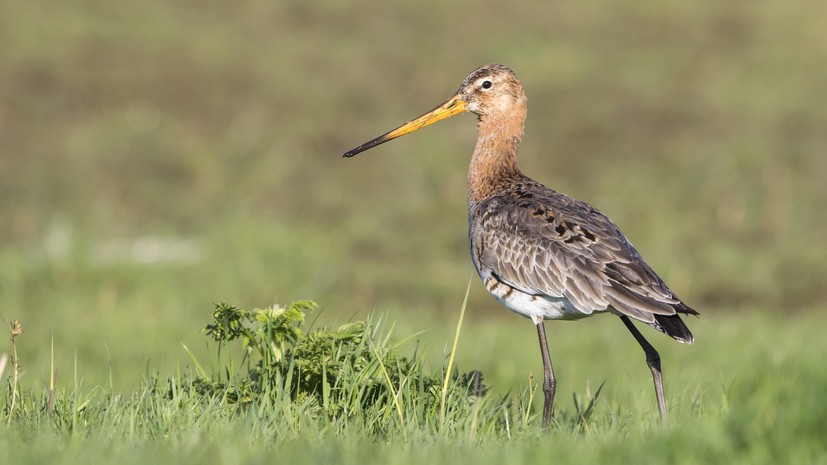 В Нидерландах сотни птиц пострадали в результате утечки нефти