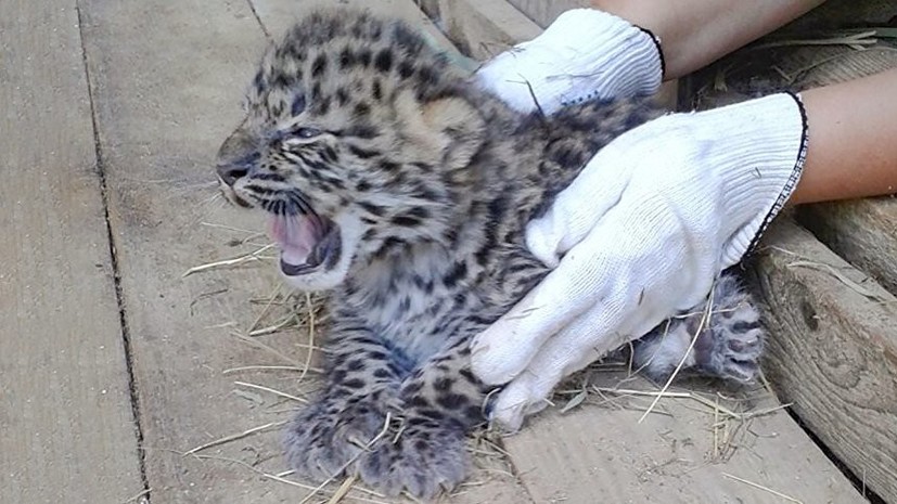 Котята дикого дальневосточного леопарда впервые за 60 лет родились в неволе