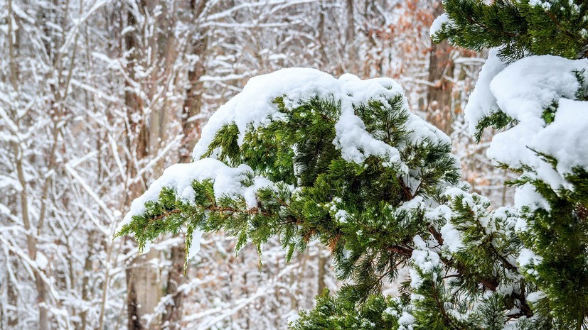 В Кировской области предупредили о резком похолодании и мокром снеге
