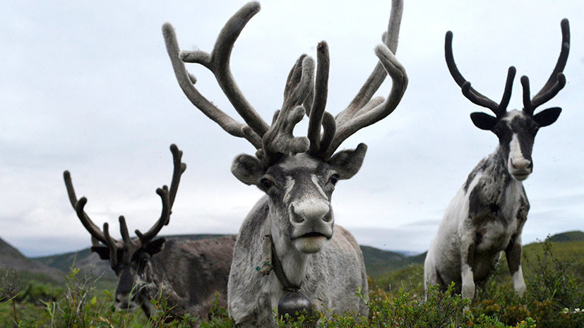 Более трёх тысяч учителей России приняли участие в уроке WWF о сохранении редких видов животных