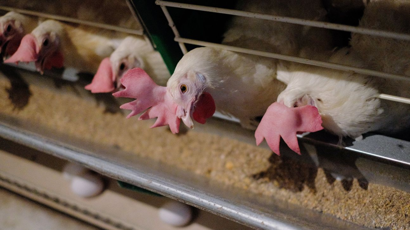 В Севастополе заявили о регистрации случаев свиного и птичьего гриппа