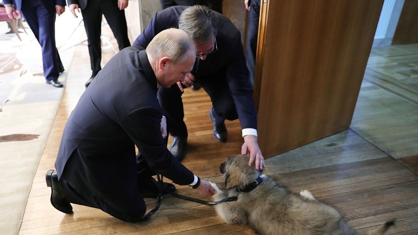 Президент Сербии подарил Путину щенка шарпланинской овчарки
