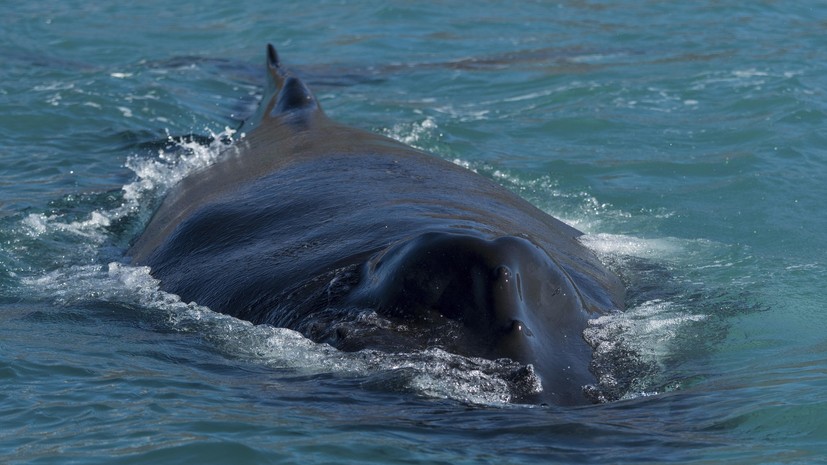 В Бразилии на суше обнаружили тело 11-метрового горбатого кита
