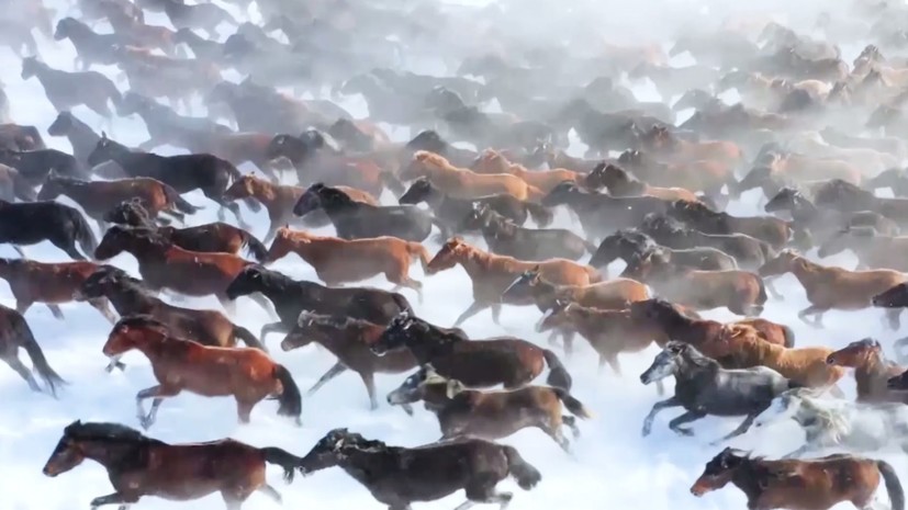 Image result for «Дом небесных коней»: сотни туристов собираются на северо-западе Китая, чтобы увидеть табун бегущих лошадей