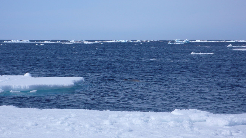 Учёные рассказали о темпах потепления в Арктической зоне России