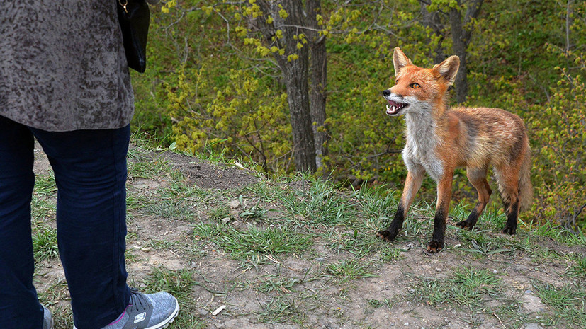 В Москве зафиксировали нашествие диких лис