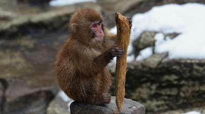 Липецкому зоопарку передали обезьян, изъятых у контрабандистов в аэропорту Домодедово