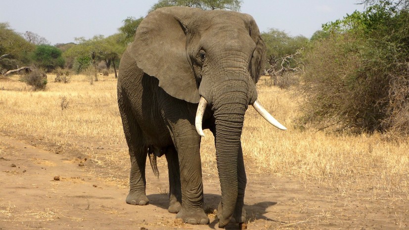 В Индии при нападении слона погибли пять человек 