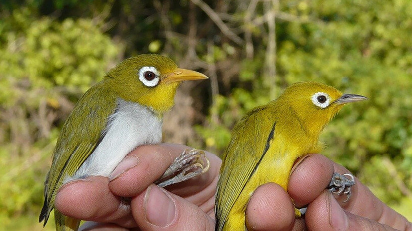 The Real Rarity In Indonesia Found Two New Species Of Birds Teller Report