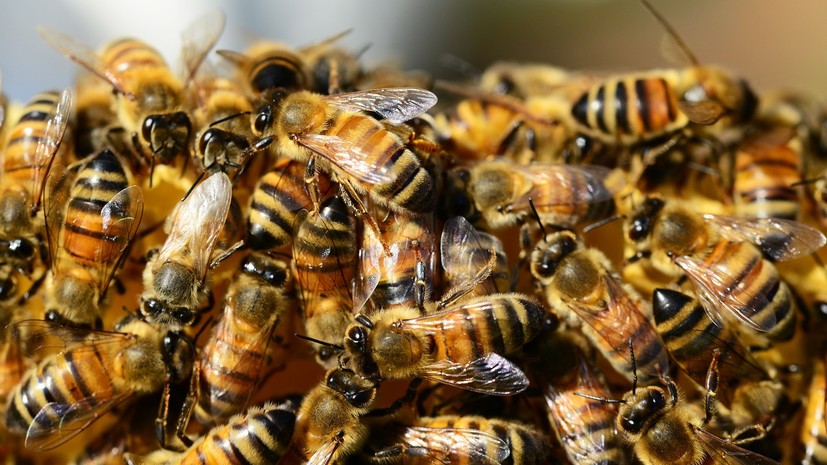 В Россельхознадзоре назвали причину массовой гибели пчёл в России