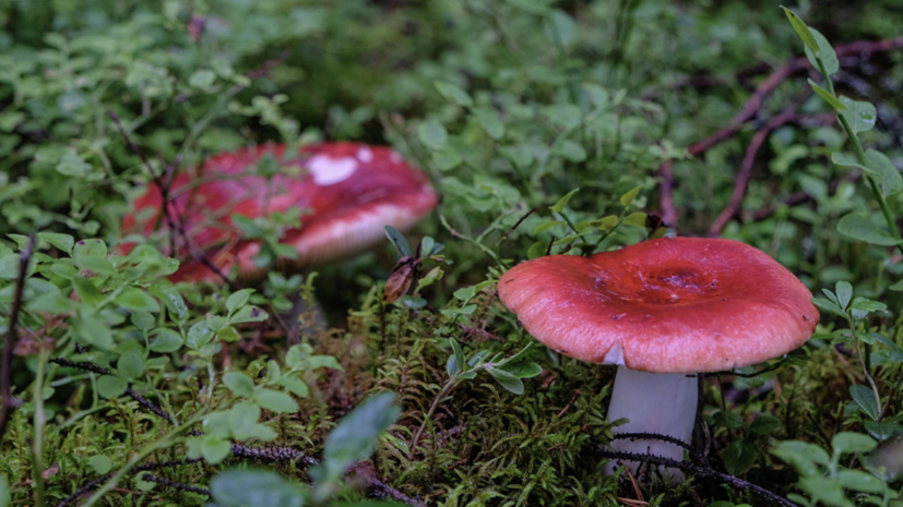 В МЧС дали рекомендации по сбору грибов