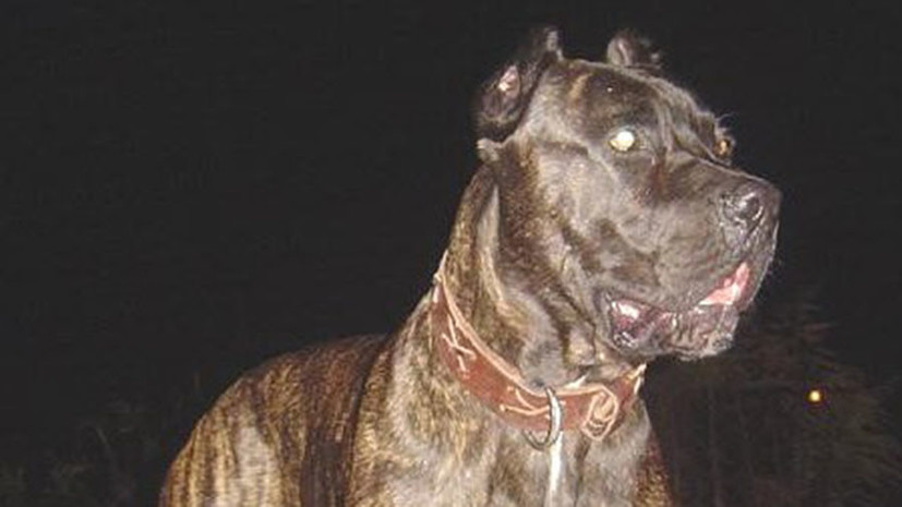В России предложили штрафовать за выгул опасных собак без намордника