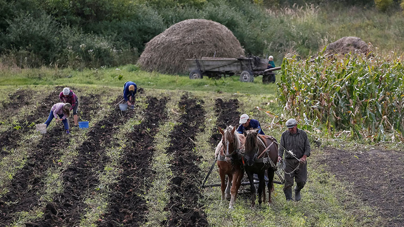 Рынок сельхозугодий: зачем Зеленский анонсировал референдум о продаже земли иностранцам