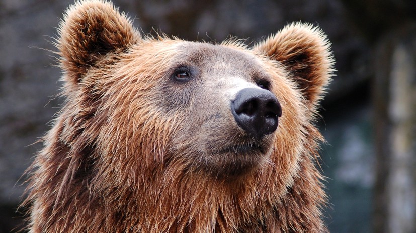 Опрос: 65% россиян одобряют медведя в качестве символа страны