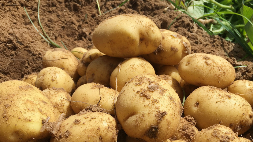 Экспорт продукции АПК в Нижегородской области вырос на 13,3% в 2019 году