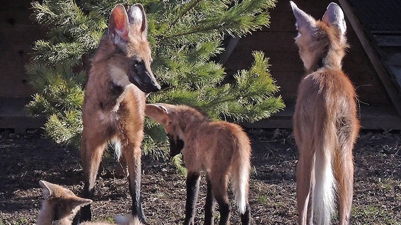 В Московском зоопарке родились детёныши гривистых волков