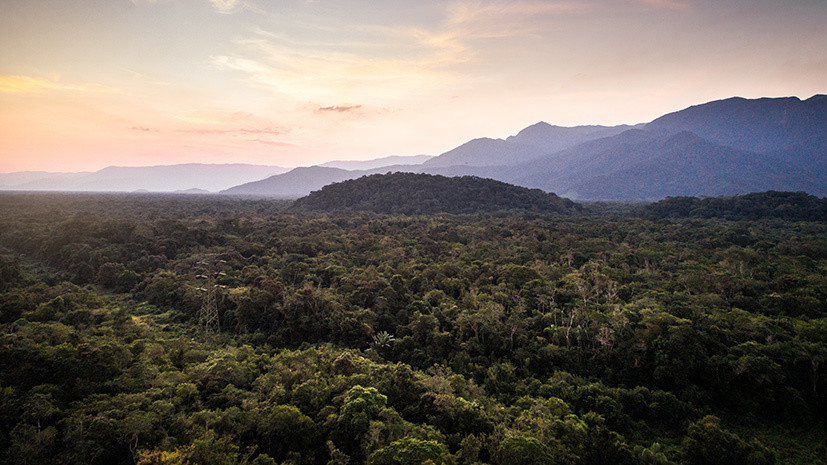 В Чем Состоит Ценность Тропических Лесов Эссе