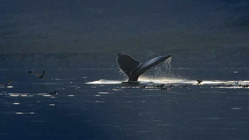 Эксперт оценил связь между изменением климата и поведением китов