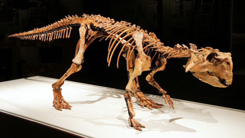 «Эволюция органического мира»: российский палеонтолог — о страусах-гигантах, динозаврах и пещерных гиенах в Крыму