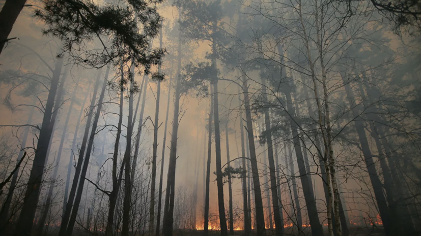 За сутки площадь лесных пожаров в России увеличилась на 23000 гектаров