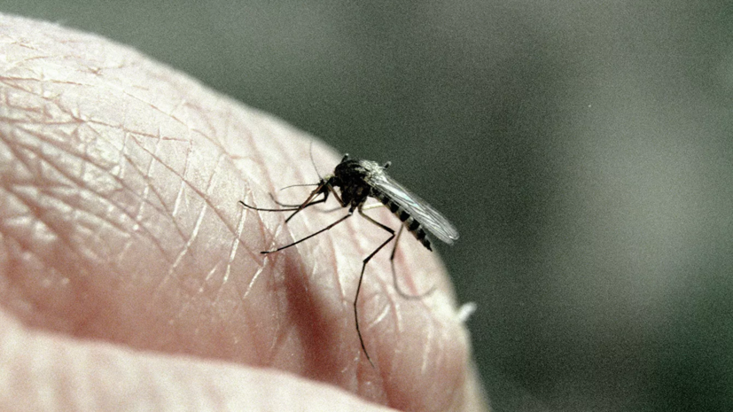 Учёные выяснили, что комары не являются переносчиками коронавируса