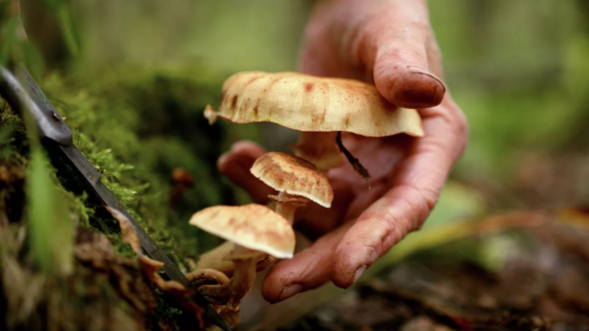 Эксперт дала рекомендации по сбору грибов в Ленобласти