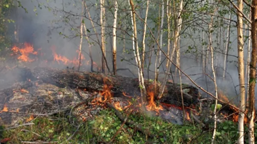 В Самарской области предупредили о высокой пожароопасности лесов В Самарской области предупредили о высокой пожароопасности лесов