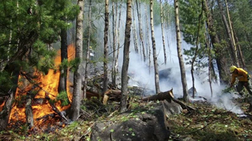 Названы российские регионы, где есть риск возникновения лесных пожаров