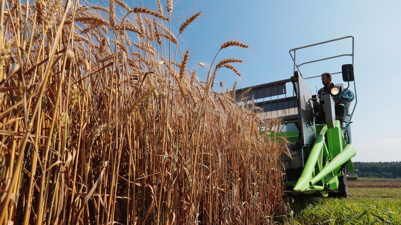 Хлебный ориентир: как рекордный рост цен на пшеницу может отразиться на стоимости мучных изделий в России