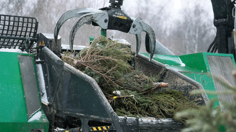 В Подмосковье откроют около 200 точек для утилизации новогодних деревьев