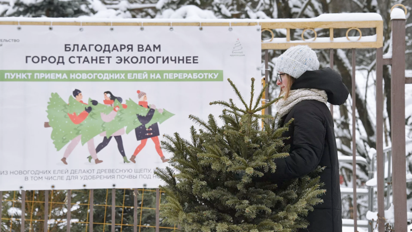 В Подмосковье начали работать пункты приёма новогодних ёлок