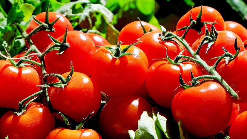 Россельхознадзор разрешает ввоз томатов с шести предприятий Азербайджана