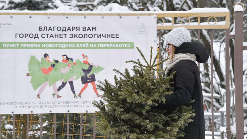 В Подмосковье с начала года сдали на переработку более 42 тысяч ёлок В Подмосковье с начала года сдали на переработку более 42 тысяч ёлок