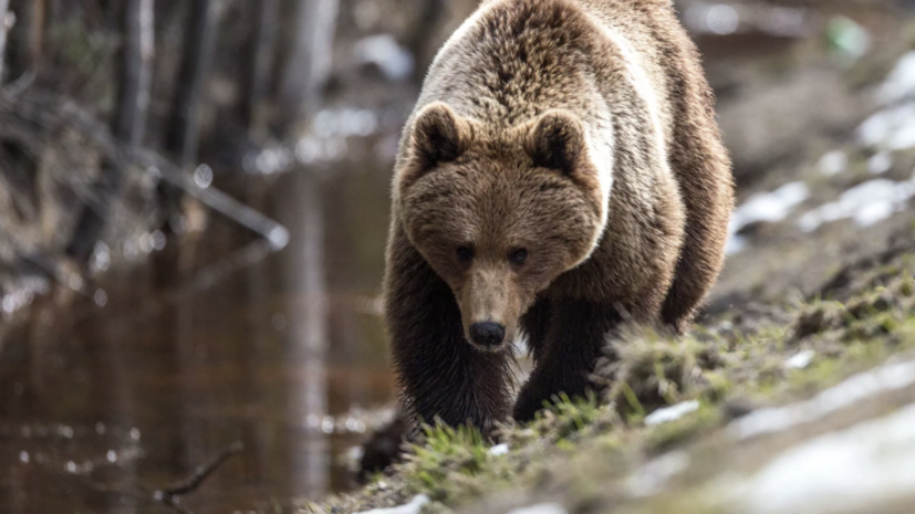 В Приморье на местного жителя напал медведь