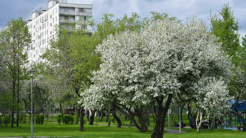 Синоптик дал прогноз о приходе весны в Москву