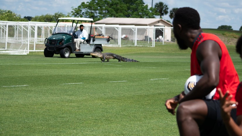 Тренировку клуба MLS прервал проникший на поле крокодил
