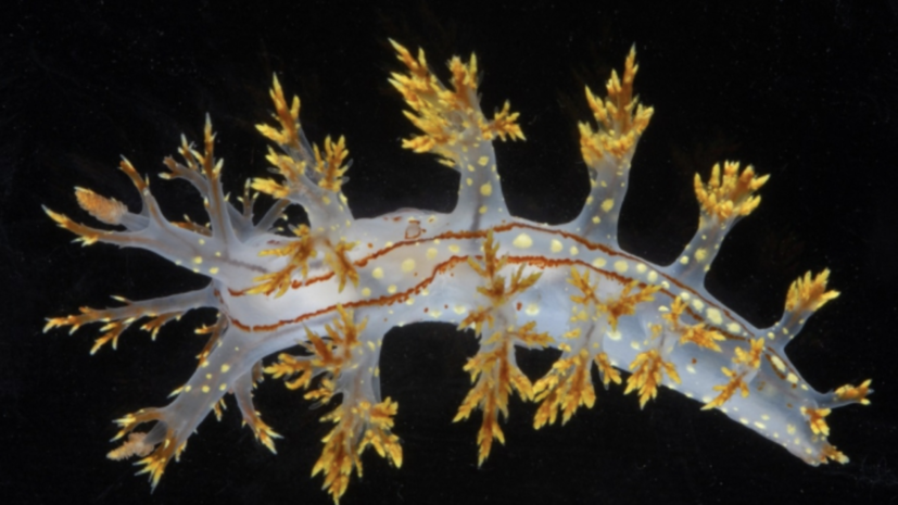Золотой дендронотус: описанный российскими учёными вид вошёл в десятку наиболее значимых открытий морской фауны