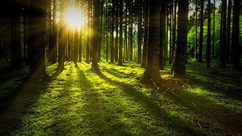 В Удмуртии на программу по восстановлению лесов потратят более 40 млн рублей