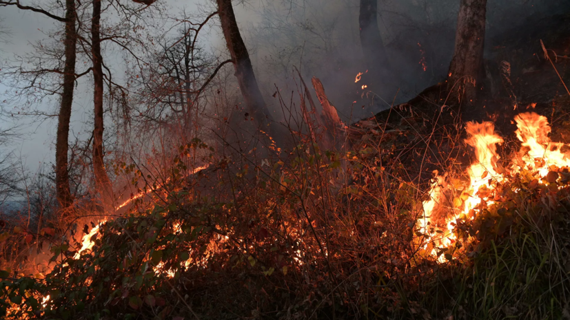 В Тюменской области ликвидировали более 16,5 тысячи га природных пожаров за сутки