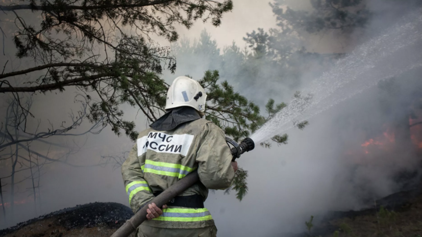 Абрамченко отметила позитивную динамику в борьбе с лесными пожарами в России