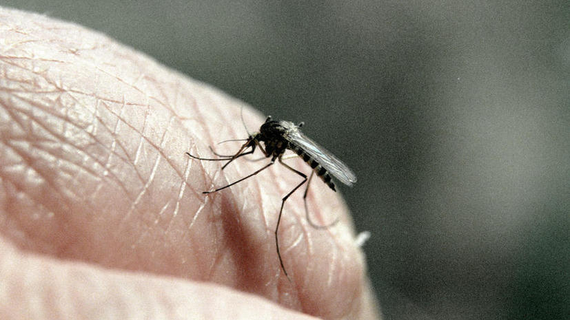 В Мосприроде рассказали об экологичных способах защиты от комаров