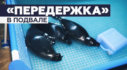 В подвале жилого дома обнаружили нерп