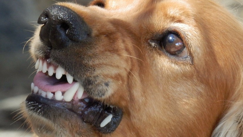 Кинолог рассказала о правилах поведения при встрече с агрессивными собаками